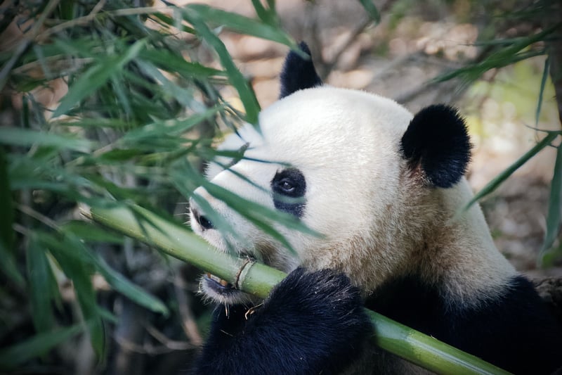 Bamboo fabric